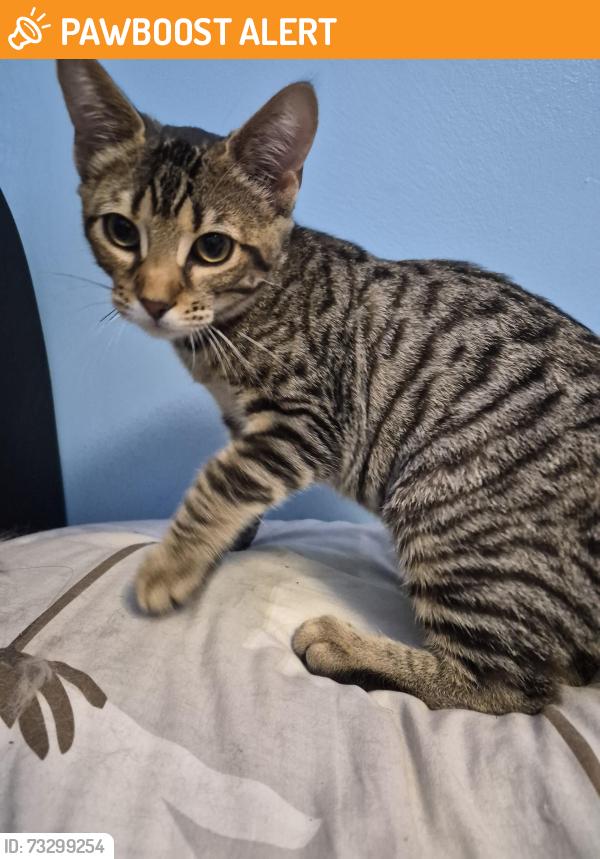 Found/Stray Female Cat last seen Mississauga, Mississauga, ON L5R 2G2
