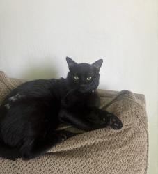 Lost Male Cat last seen Veterans park, Pleasanton, CA 94566