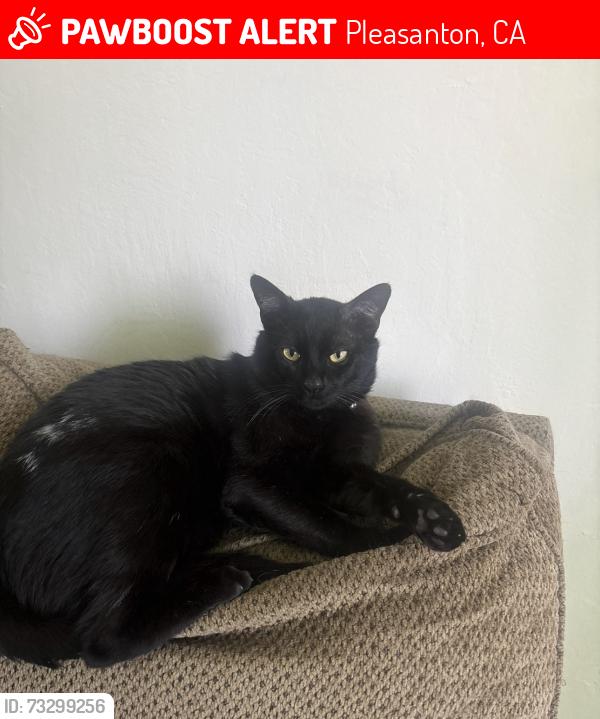 Lost Male Cat last seen Veterans park, Pleasanton, CA 94566