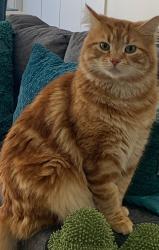 Reunited Male Cat last seen Near Bovine Crescent Donnybrook, Donnybrook, VIC 3064