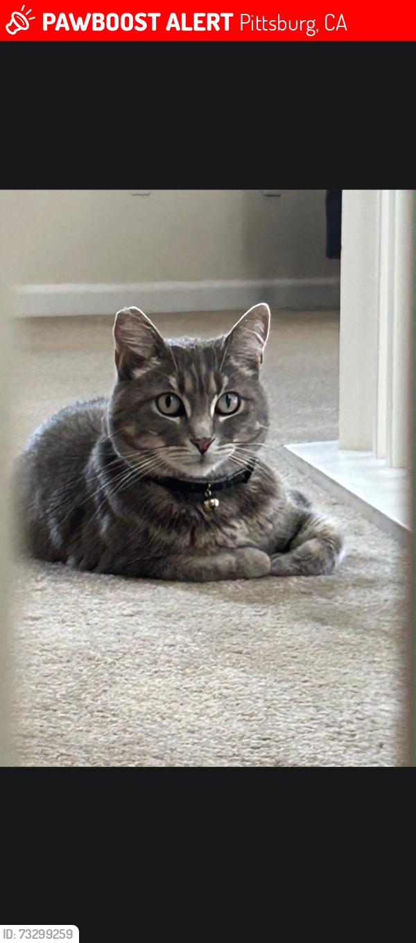 Lost Female Cat last seen Rio viejo dr, Pittsburg, CA 94565