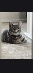 Lost Female Cat last seen Rio viejo dr, Pittsburg, CA 94565