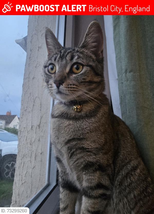 Lost Female Cat last seen Seen at Andover Road. Potentially around Stockwood Crescent, Bristol City, England 