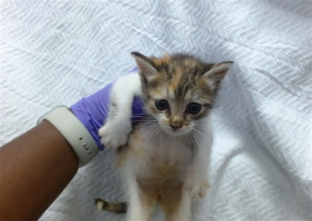 Shelter Stray Female Cat last seen HOMESTEAD, 3599 NW 79th Ave, Doral, FL 33122, USA