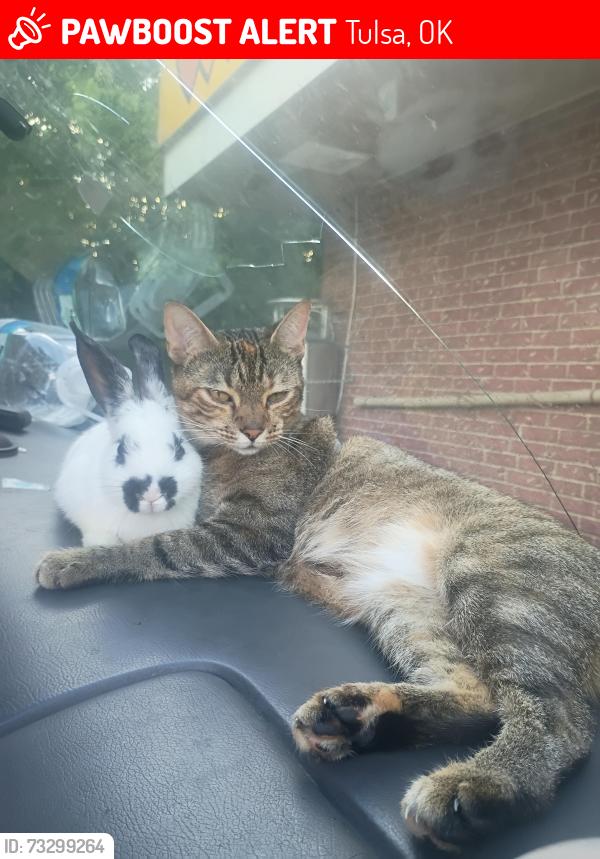 Lost Female Cat last seen PetSmart, Tulsa, OK 74126