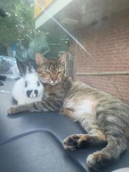 Lost Female Cat last seen PetSmart, Tulsa, OK 74126