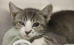 Shelter Stray Male Cat last seen , 4000 N Silverbell Rd, Tucson, AZ 85745, USA