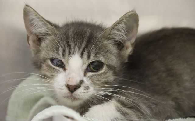 Shelter Stray Male Cat last seen , 4000 N Silverbell Rd, Tucson, AZ 85745, USA
