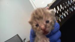 Shelter Stray Female Cat last seen CHARLOTTE, 8315 Byrum Dr, Charlotte, NC 28217, USA