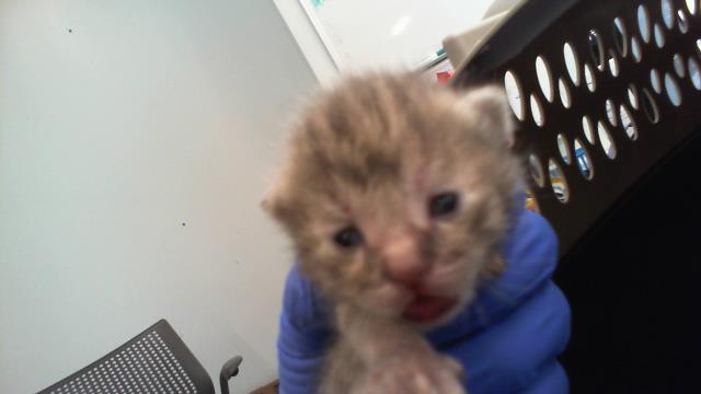 Shelter Stray Female Cat last seen CHARLOTTE, 8315 Byrum Dr, Charlotte, NC 28217, USA