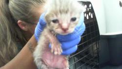 Shelter Stray Female Cat last seen CHARLOTTE, 8315 Byrum Dr, Charlotte, NC 28217, USA