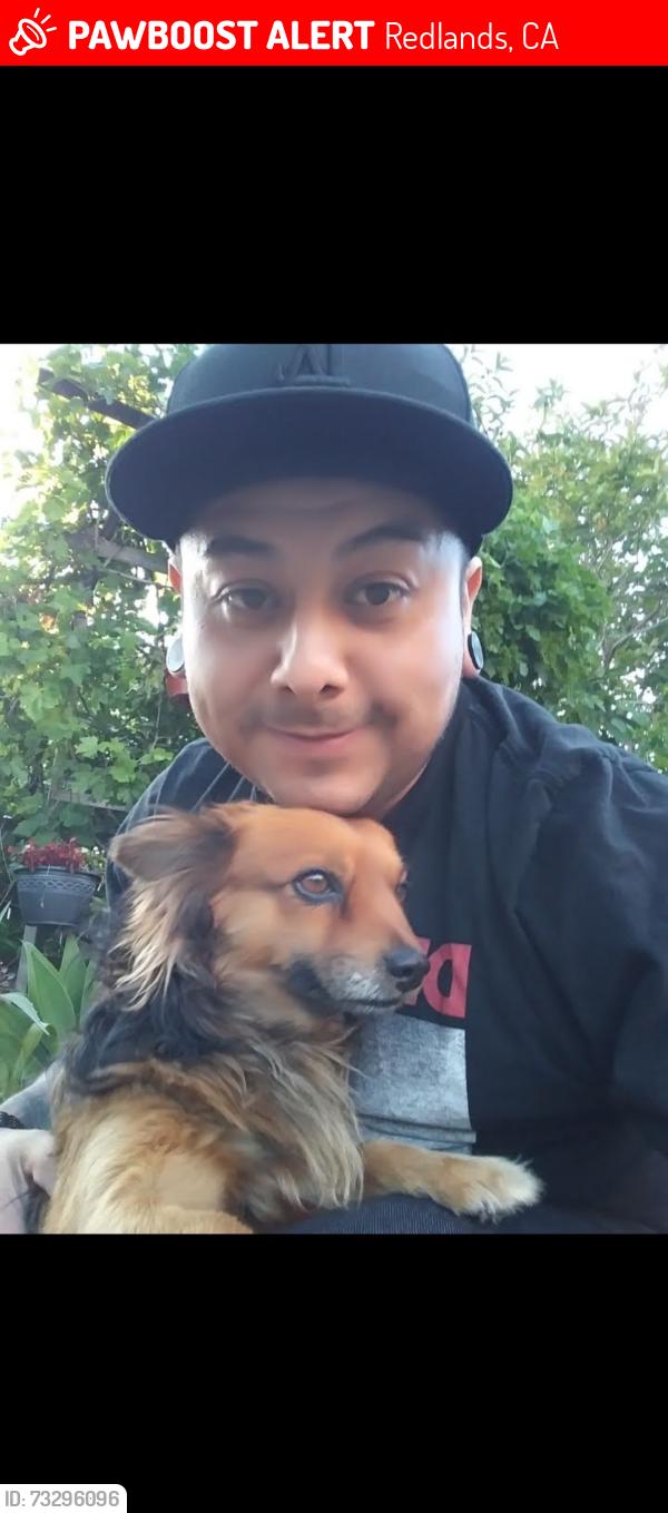 Lost Male Dog last seen Orange & pioneer ave, Redlands, CA 92374