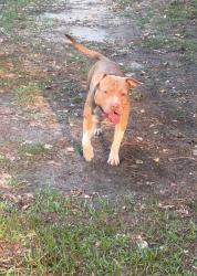 Lost Male Dog last seen Near Dudley, Goldsboro, NC 27530