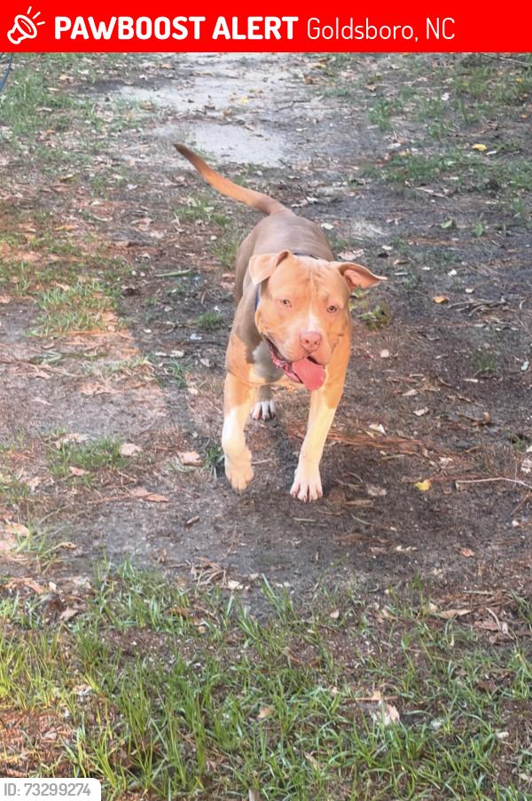 Lost Male Dog last seen Near Dudley, Goldsboro, NC 27530