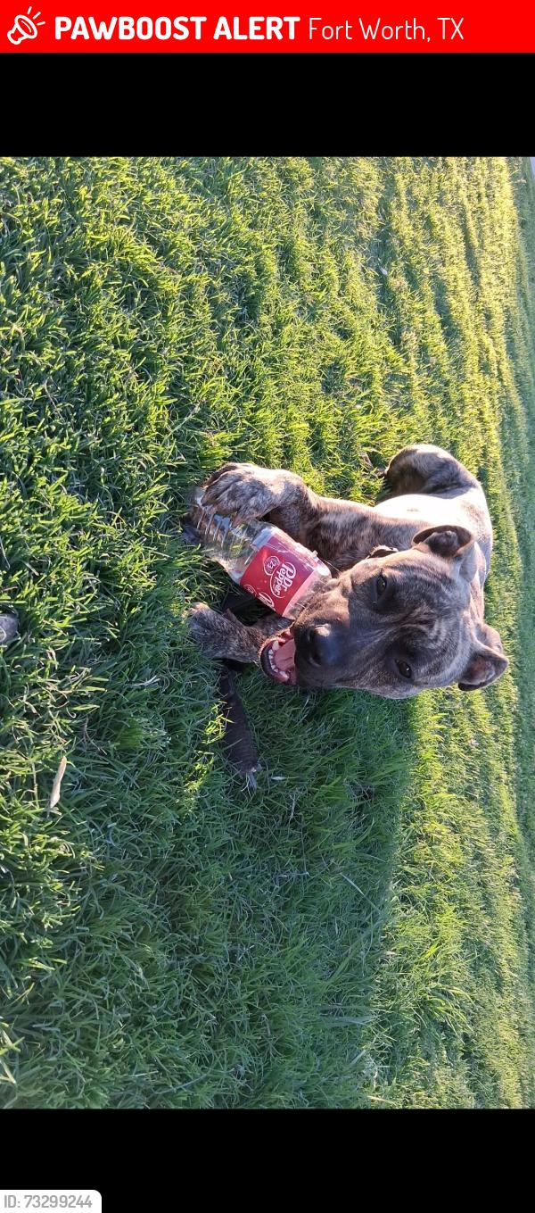 Lost Male Dog last seen Deen Rd and Long Ave, Fort Worth, TX 76106