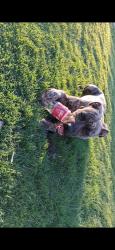 Lost Male Dog last seen Deen Rd and Long Ave, Fort Worth, TX 76106