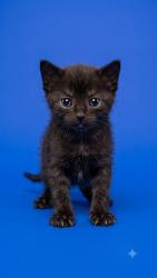 Shelter Stray Male Cat last seen LANE AVE AND I10, 2020 Forest St, Jacksonville, FL 32204, USA