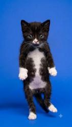 Shelter Stray Male Cat last seen LANE AVE AND I10, 2020 Forest St, Jacksonville, FL 32204, USA