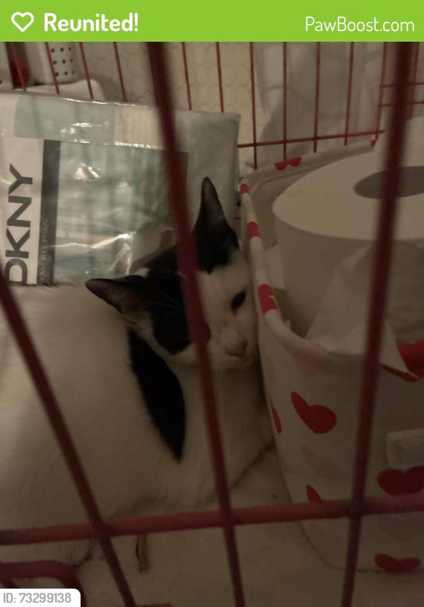 Reunited Female Cat last seen Julian Ave and South Evan’s, San Diego, CA 92113