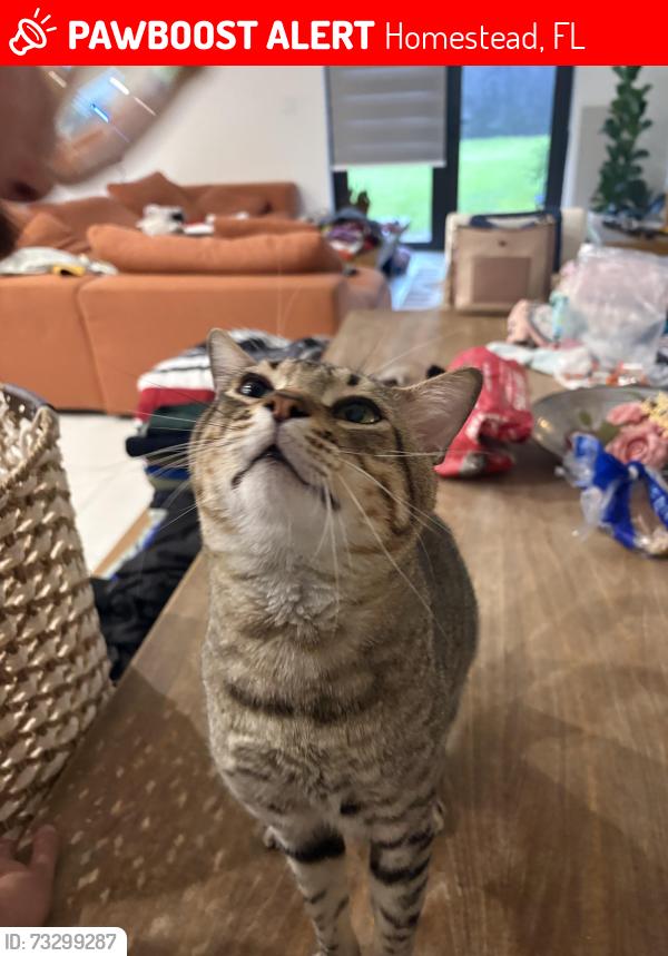 Lost Male Cat last seen 192nd ave, Homestead, FL 33030