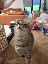 Lost Male Cat last seen 192nd ave, Homestead, FL 33030