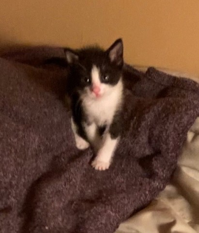 Shelter Stray Female Cat last seen Near BLOCK INDUSTRIAL FARM RD, BAKERSFIELD CA 93308, 3951 Fruitvale Ave, Bakersfield, CA 93308, USA