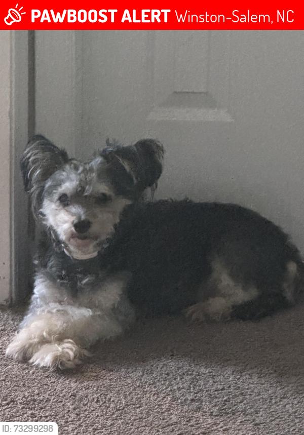 Lost Female Dog last seen Quarry park, Winston-Salem, NC 27107