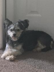 Lost Female Dog last seen Quarry park, Winston-Salem, NC 27107