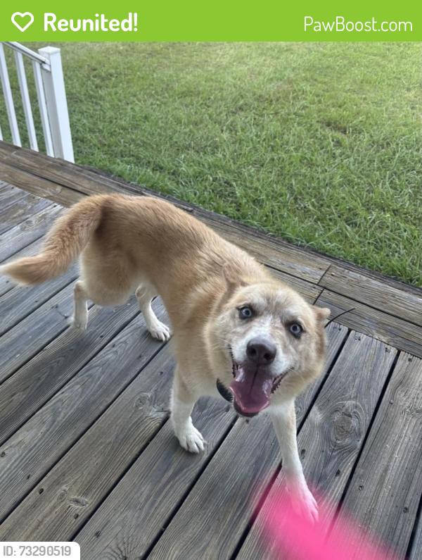 Reunited Female Dog last seen Cottonport Rd, Rhea County, TN 37321