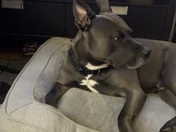 Reunited Male Dog last seen 7Street and Nedro Ave, Philadelphia, PA 19120