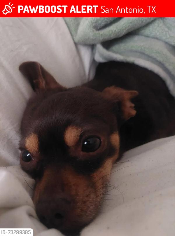 Lost Male Dog last seen Cincinati, San Antonio, TX 78228