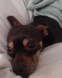 Lost Male Dog last seen Cincinati, San Antonio, TX 78228