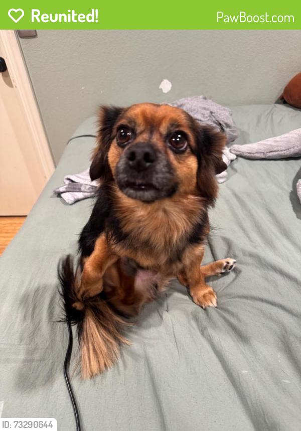 Reunited Male Dog last seen Parthenia and White Oak Ave, Los Angeles, CA 91325