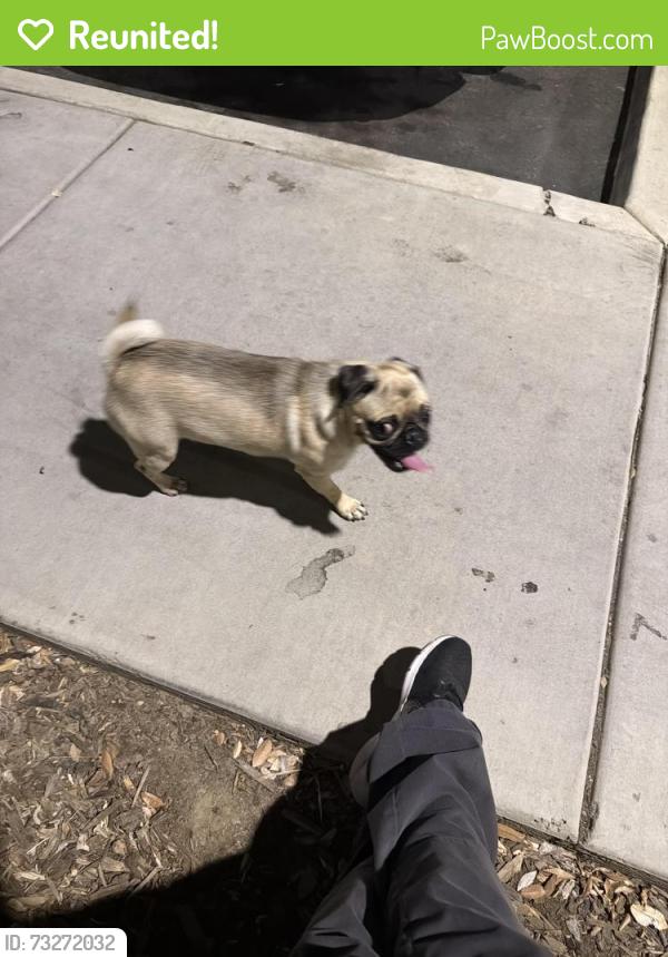 Reunited Male Dog last seen B street and childs, Merced, CA 95341
