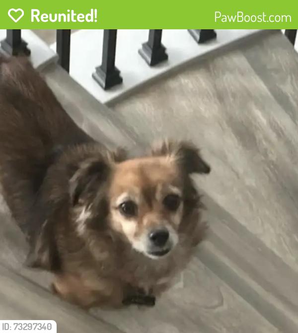 Reunited Male Dog last seen Near Celonova Pl, Foothill Ranch, CA 92610, USA, Lake Forest, CA 92610