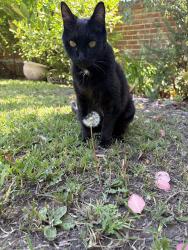 Reunited Male Cat last seen Bonnie Avenue, Pasadena, CA 91106