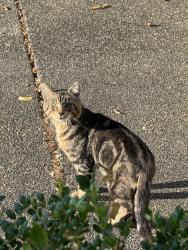 Found/Stray Male Cat last seen Library loop. Been staying in my garage it seems, Monroe, WA 98272