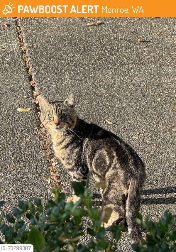 Found/Stray Male Cat last seen Library loop. Been staying in my garage it seems, Monroe, WA 98272