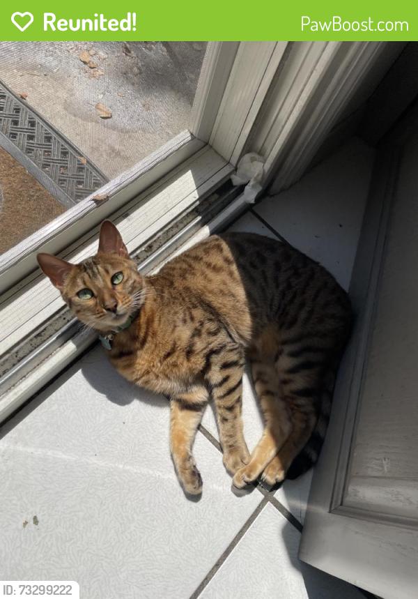 Reunited Female Cat last seen Azusa, CA, USA, Azusa, CA 91702