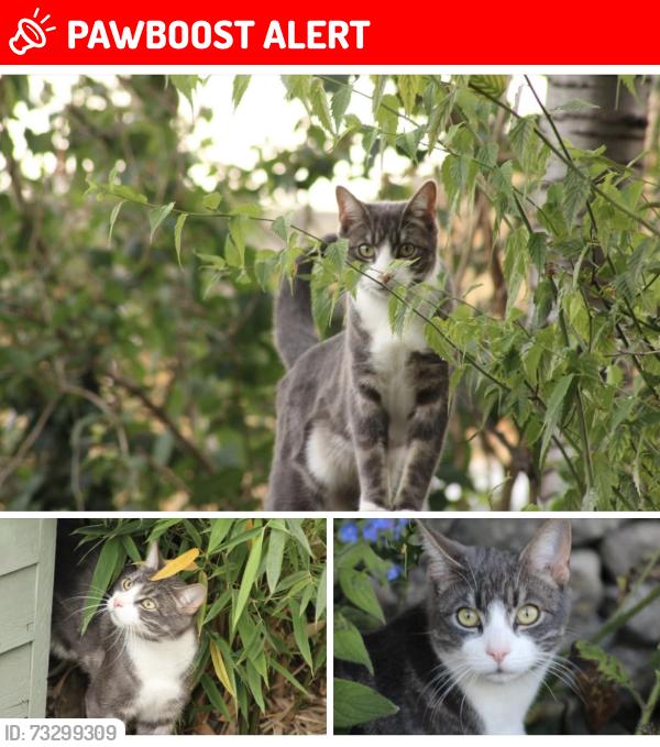 Lost Male Cat last seen Millwood end, Long Hanborough, England OX29 8BN