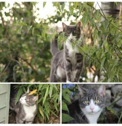 Lost Male Cat last seen Millwood end, Long Hanborough, England OX29 8BN
