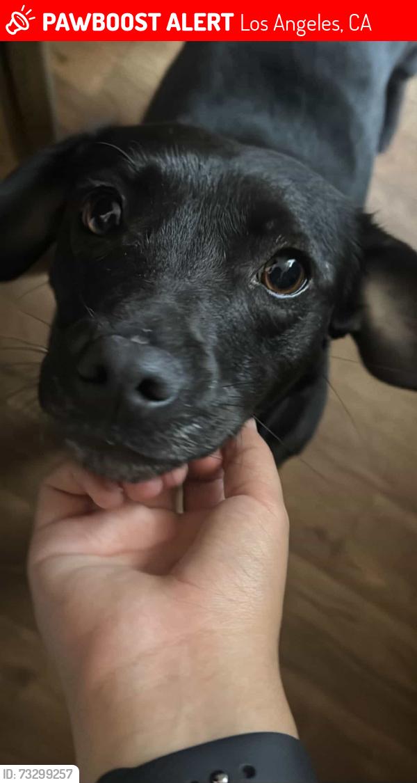 Lost Female Dog last seen figueroa st & w pacific coast hwy by Cafécafé, Los Angeles, CA 90744