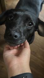 Lost Female Dog last seen figueroa st & w pacific coast hwy by Cafécafé, Los Angeles, CA 90744