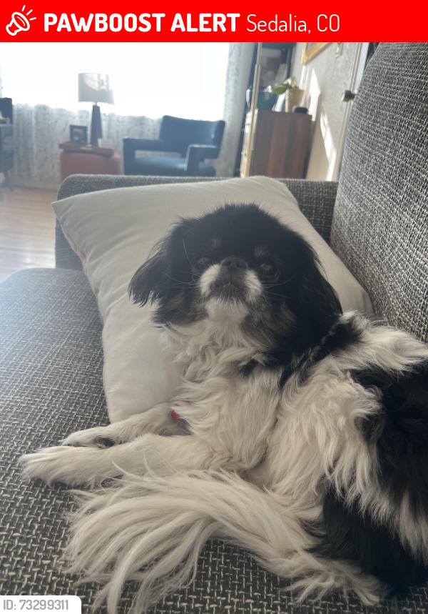 Lost Female Dog last seen Devils Head campground, Sedalia, CO 80135
