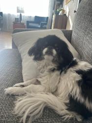 Lost Female Dog last seen Devils Head campground, Sedalia, CO 80135