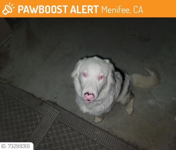 Found/Stray Unknown Dog last seen Bradley rd between McCall and Rouse, Menifee, CA 92586