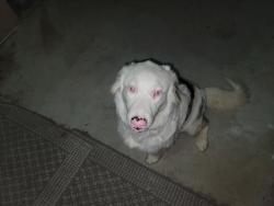 Found/Stray Unknown Dog last seen Bradley rd between McCall and Rouse, Menifee, CA 92586