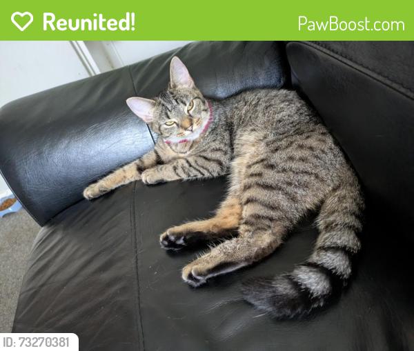 Reunited Female Cat last seen Saunders close Hastings, East Sussex, England 
