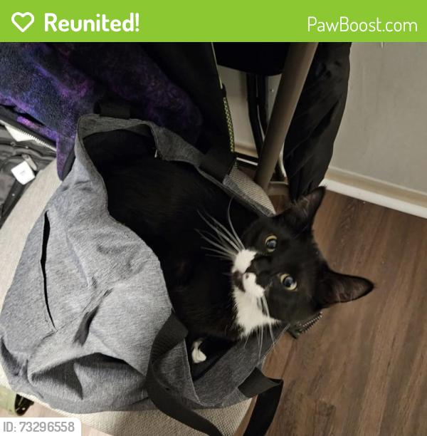 Reunited Male Cat last seen Brando's, Lowell, MA 01852