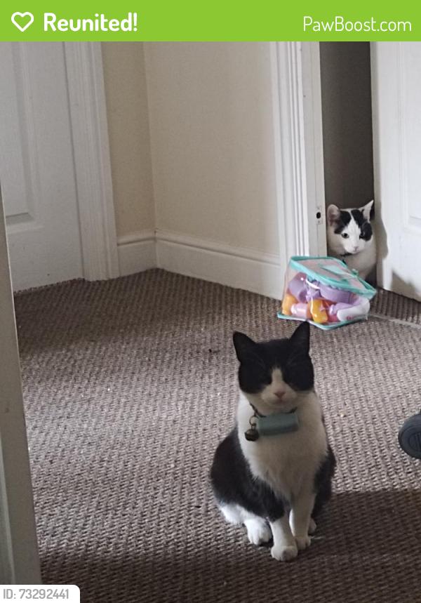 Reunited Female Cat last seen Suthren Yett, Prestonpans, Scotland 